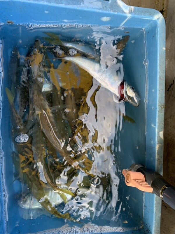 釣果写真