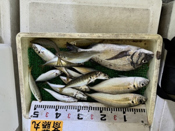 釣果写真