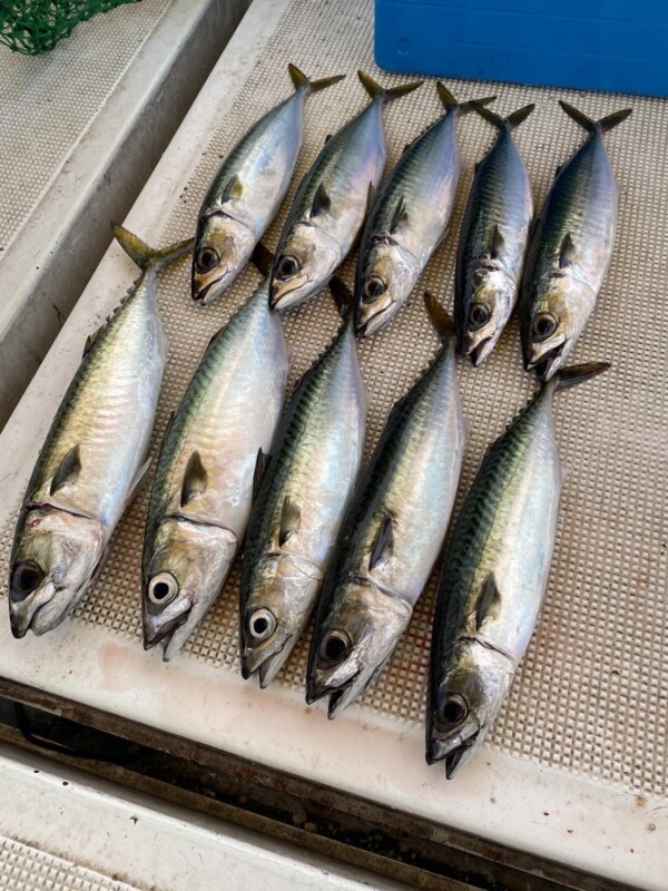 釣果写真