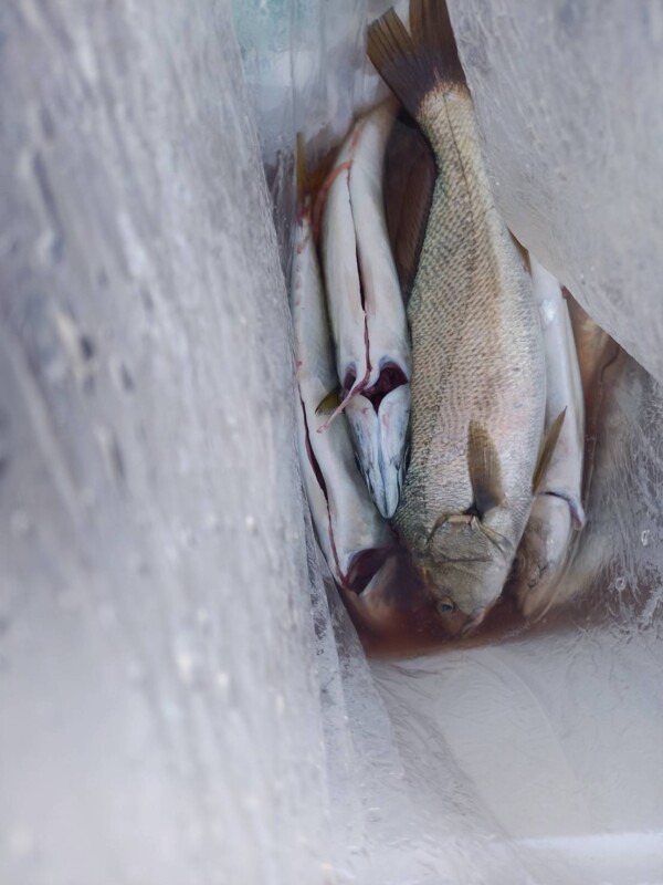 釣果写真