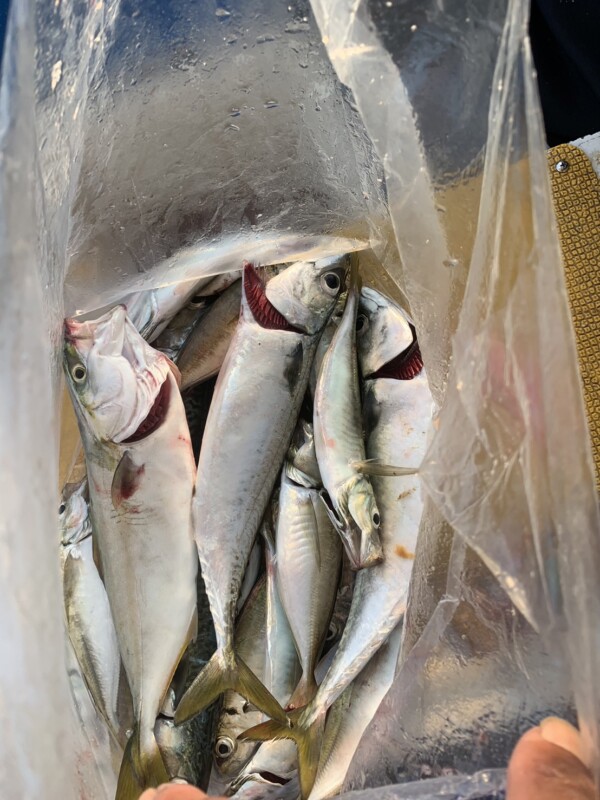 釣果写真