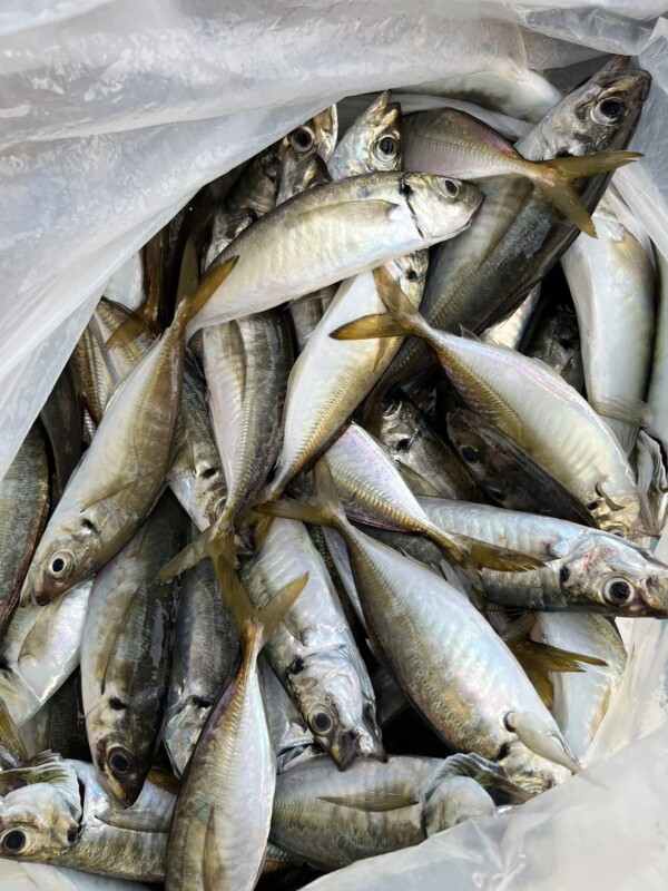 釣果写真