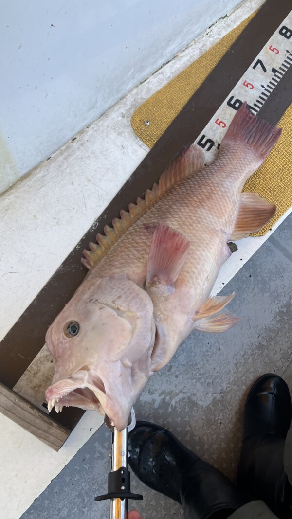 釣果写真