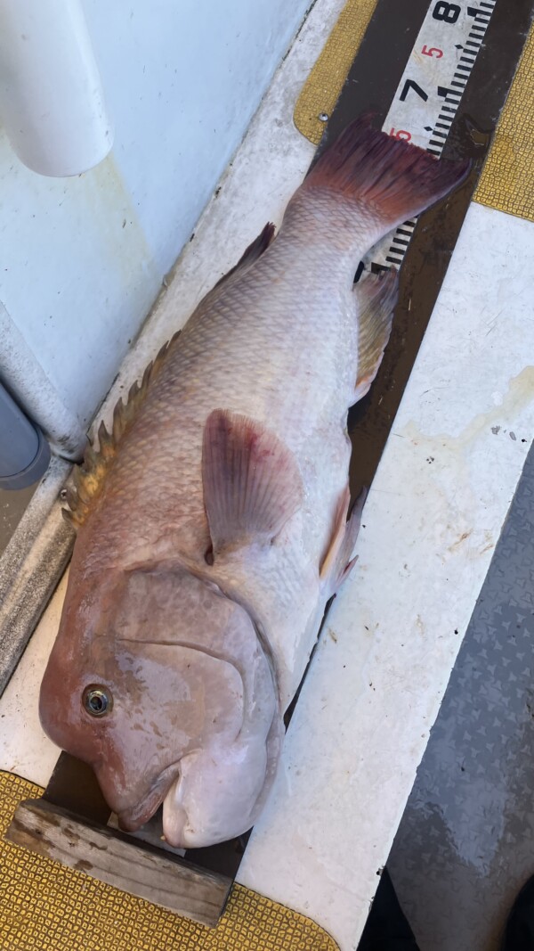 釣果写真