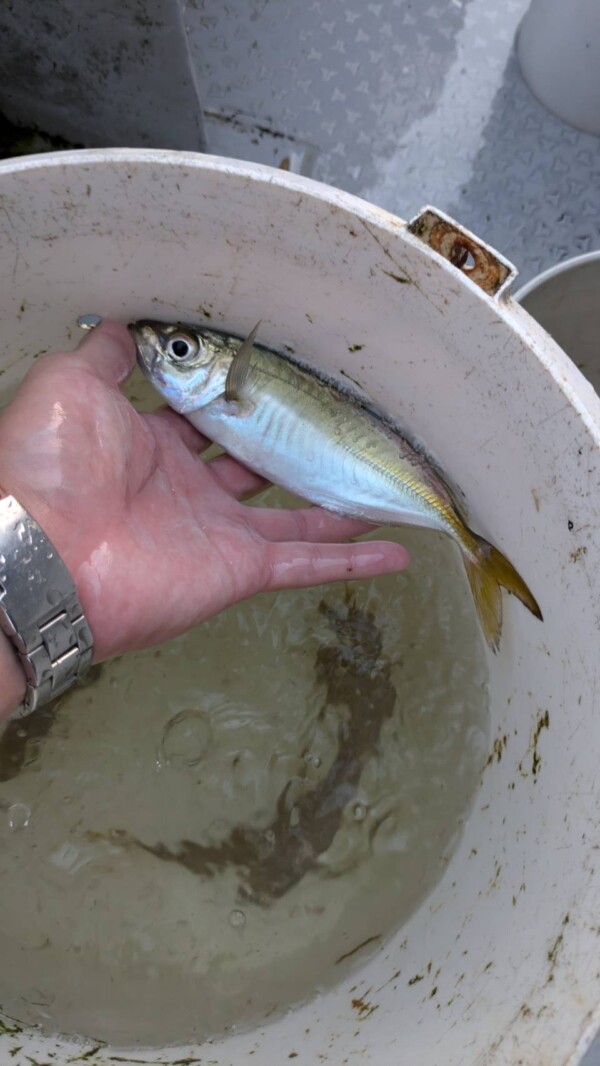 釣果写真