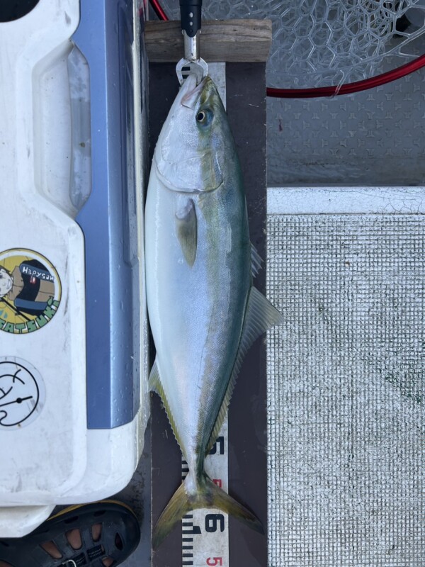 釣果写真