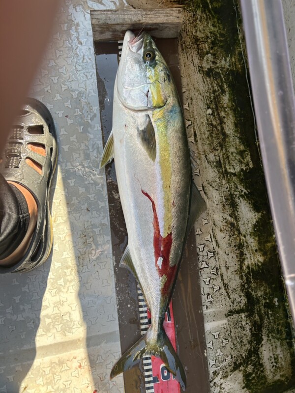 釣果写真