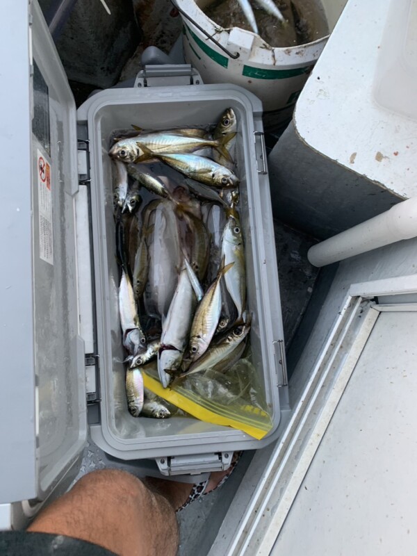 釣果写真