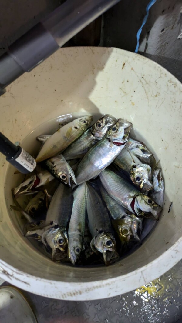 釣果写真