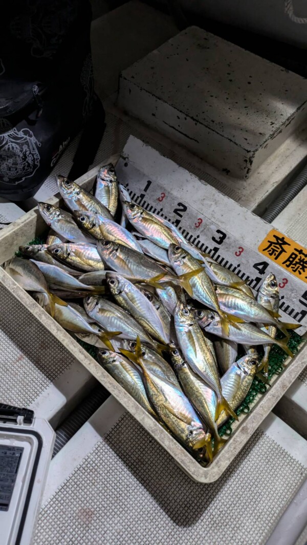 釣果写真