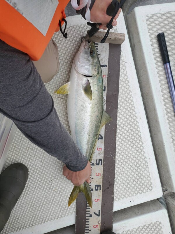 釣果写真