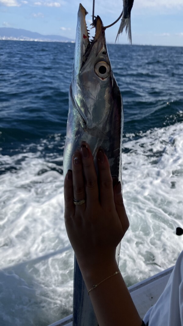 釣果写真