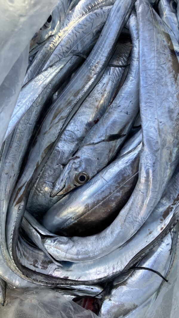 釣果写真