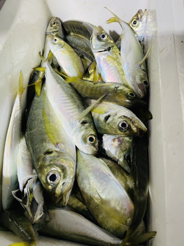 釣果写真