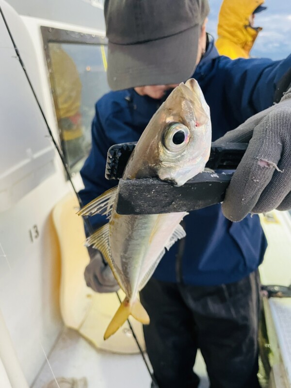 釣果写真