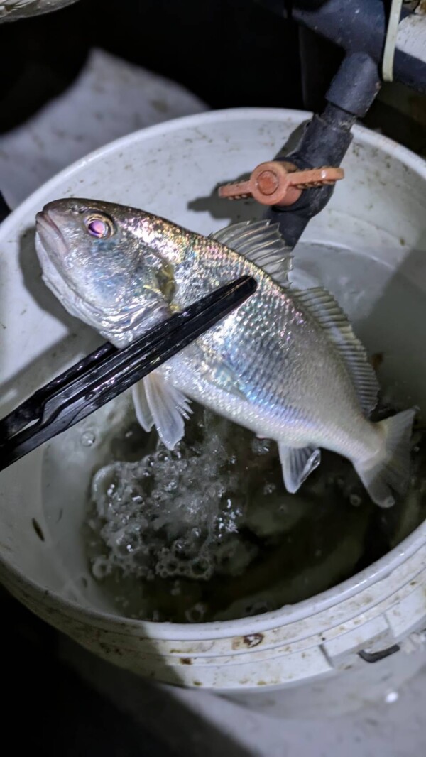 釣果写真