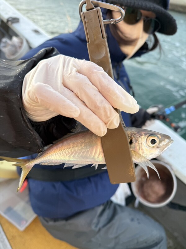 釣果写真