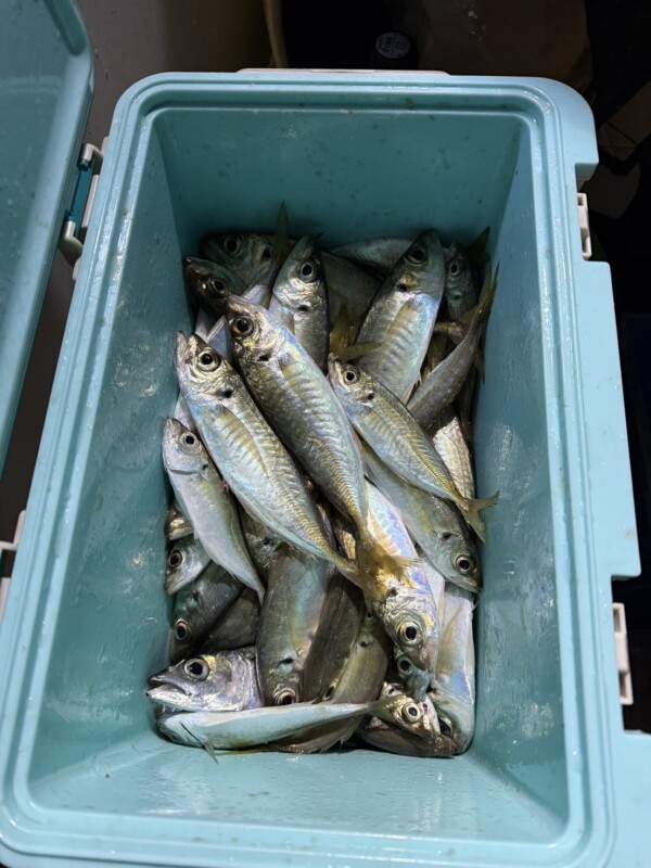 釣果写真