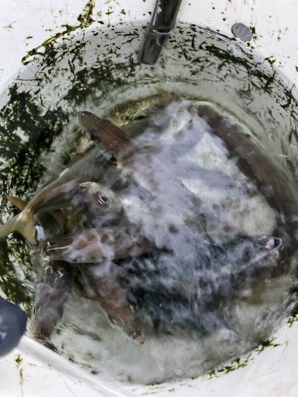 釣果写真