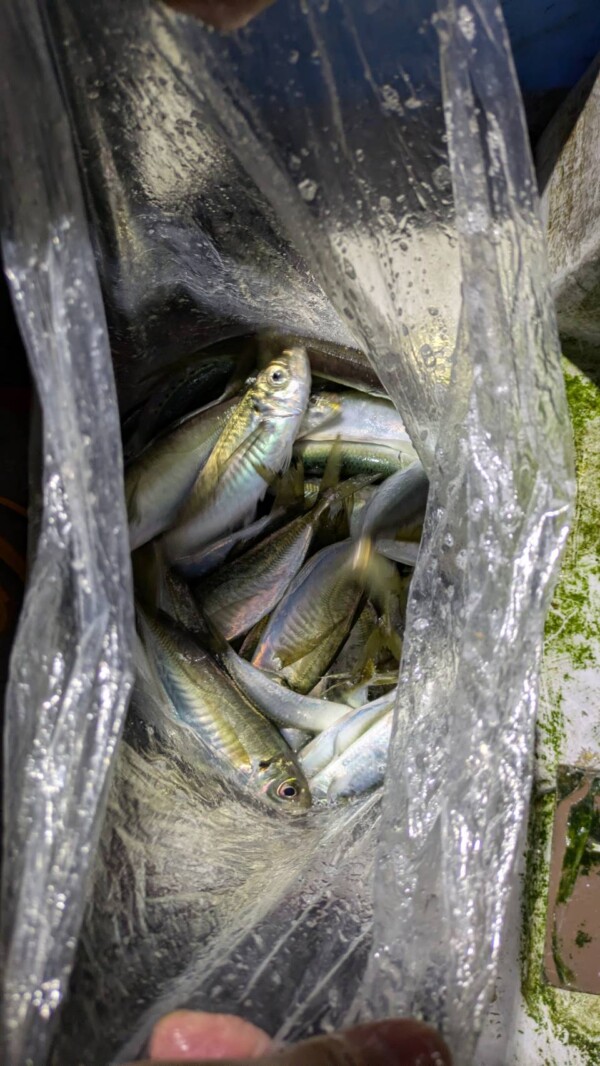 釣果写真