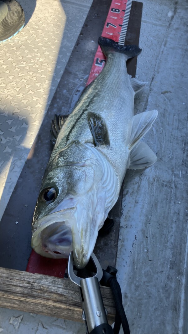 釣果写真