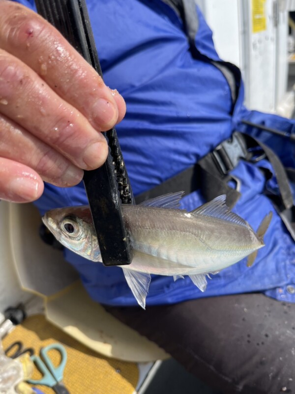 釣果写真