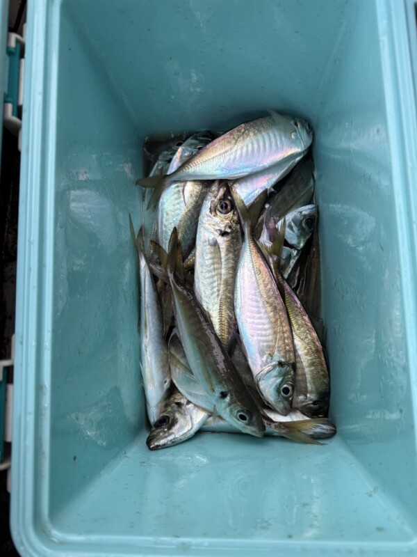 釣果写真