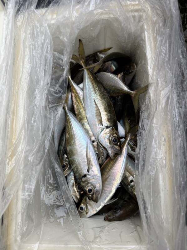 釣果写真