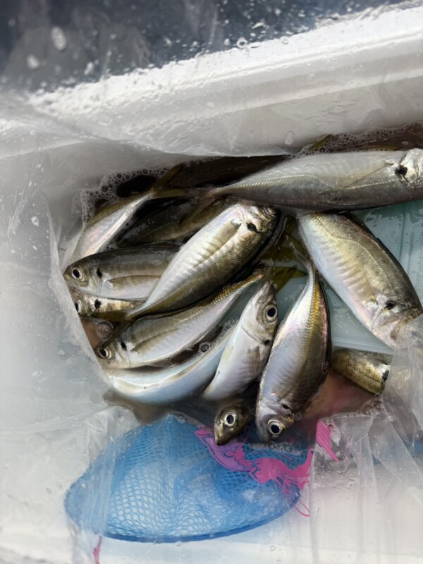 釣果写真