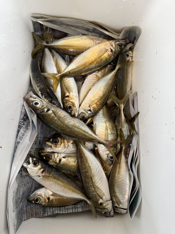 釣果写真