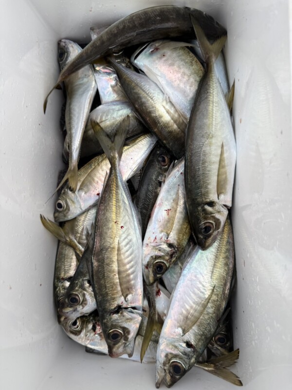 釣果写真
