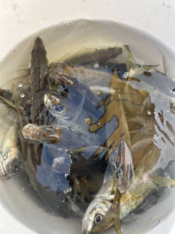 釣果写真