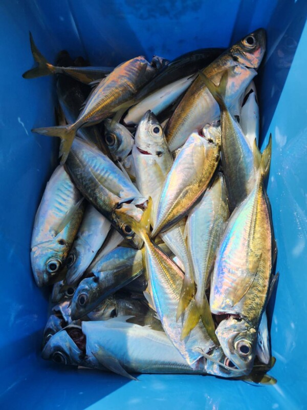 釣果写真