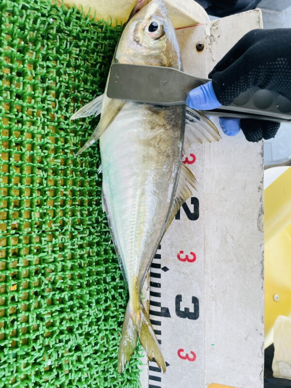 釣果写真