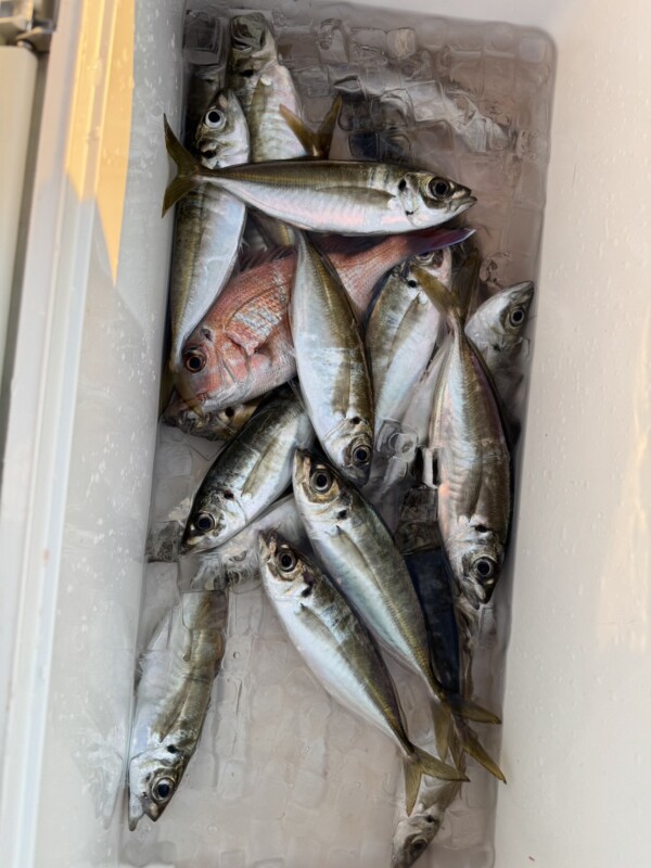 釣果写真