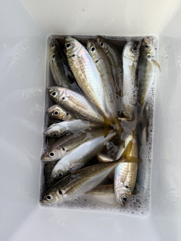 釣果写真