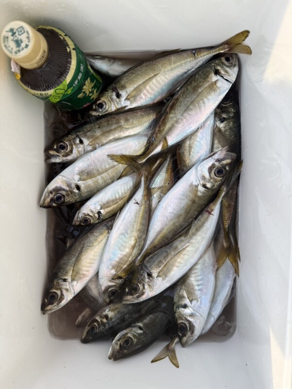釣果写真