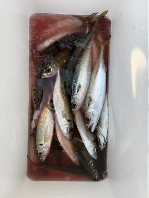 釣果写真