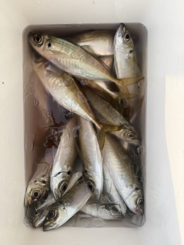 釣果写真