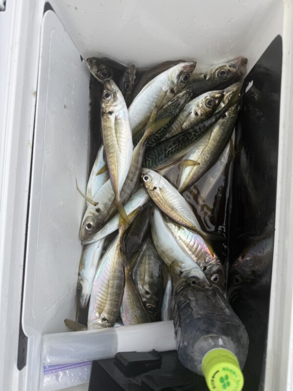 釣果写真