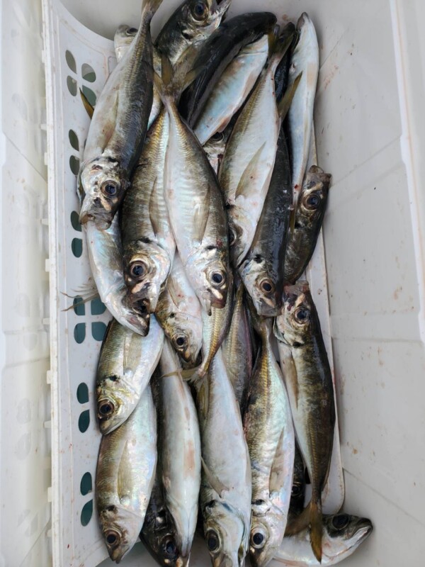 釣果写真