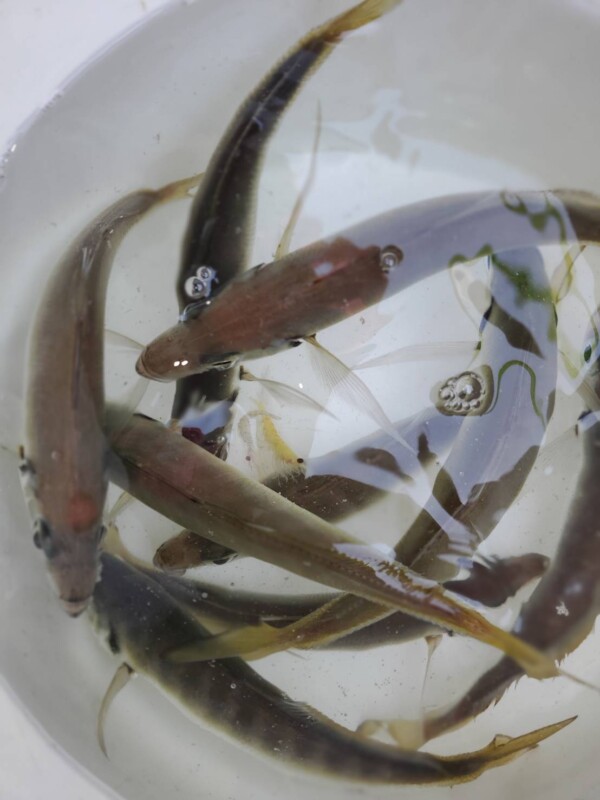釣果写真