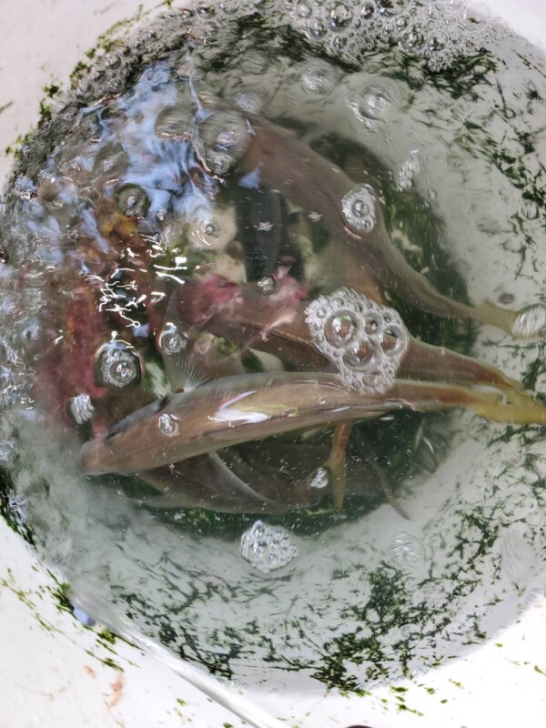 釣果写真