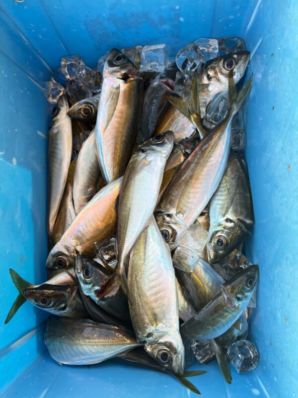 釣果写真