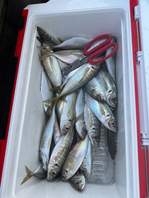 釣果写真