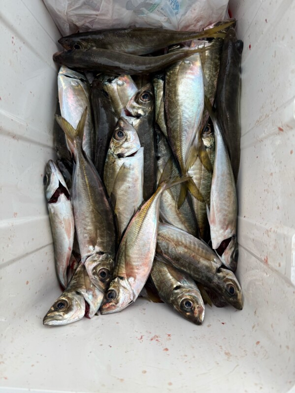 釣果写真