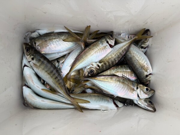 釣果写真