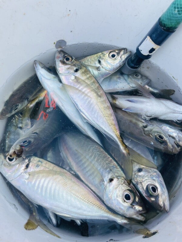 釣果写真