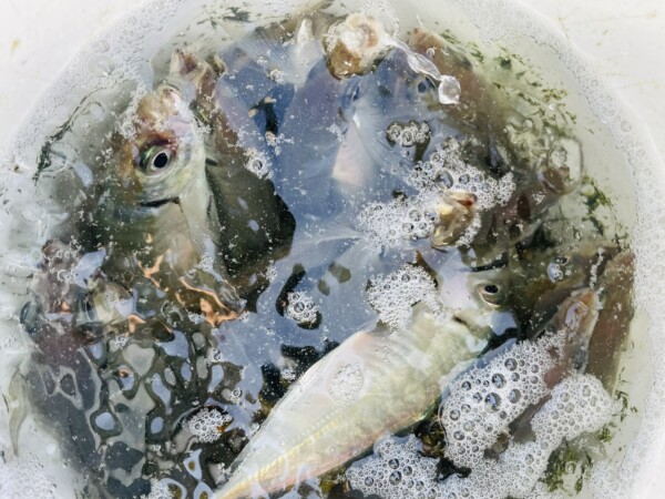 釣果写真
