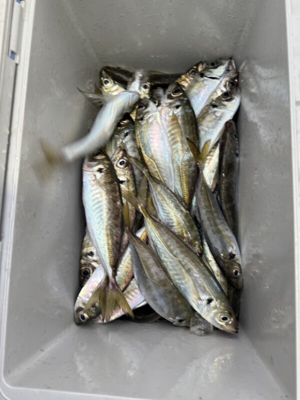 釣果写真